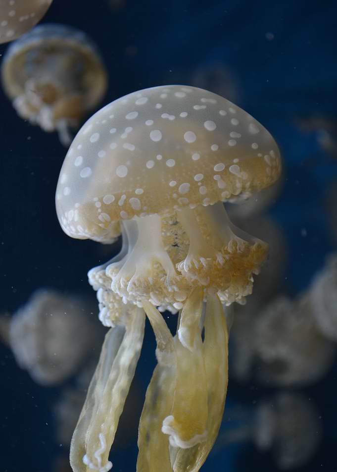 Pretty Jellyfish