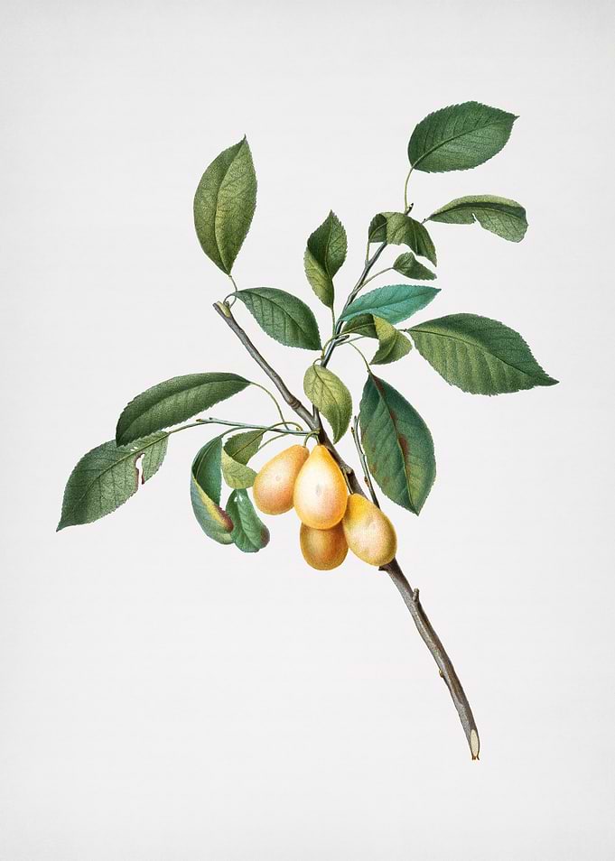 Vintage Plum Fruit Posters