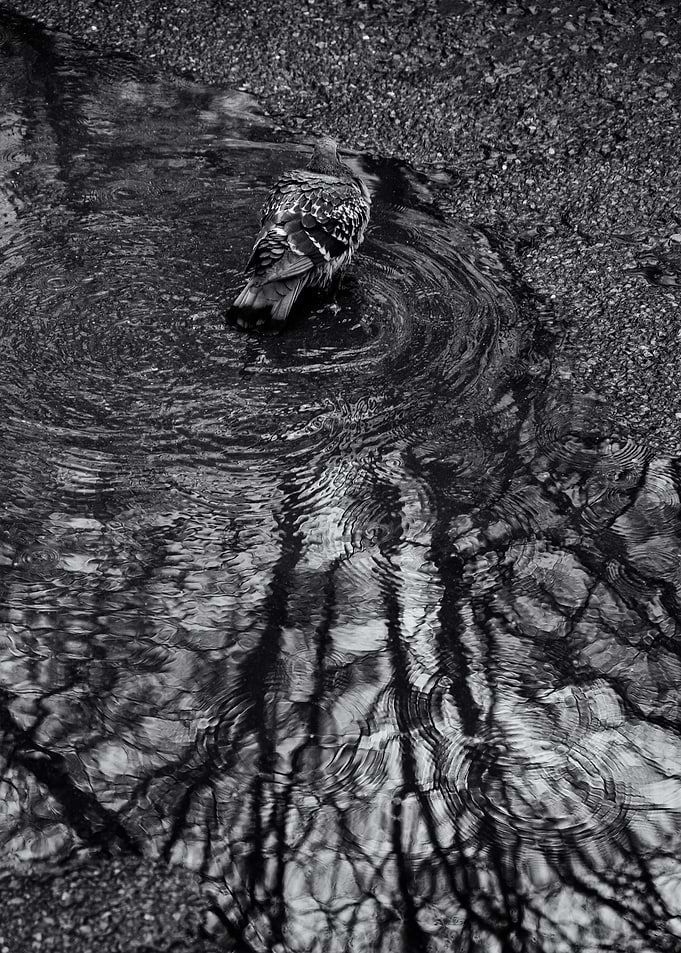 Bird Bath in the rain