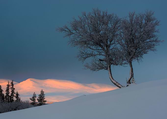 Birch trees at sunrise