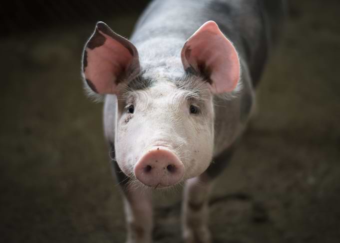 Cute Pig