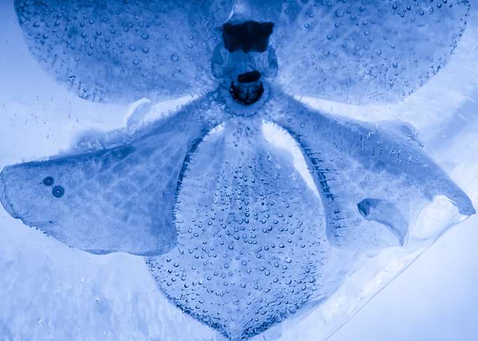 Orchid in ice 1