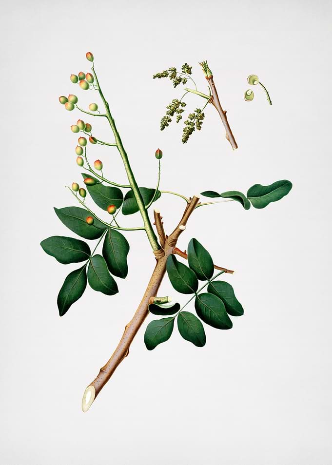 Vintage Pistachio Fruit