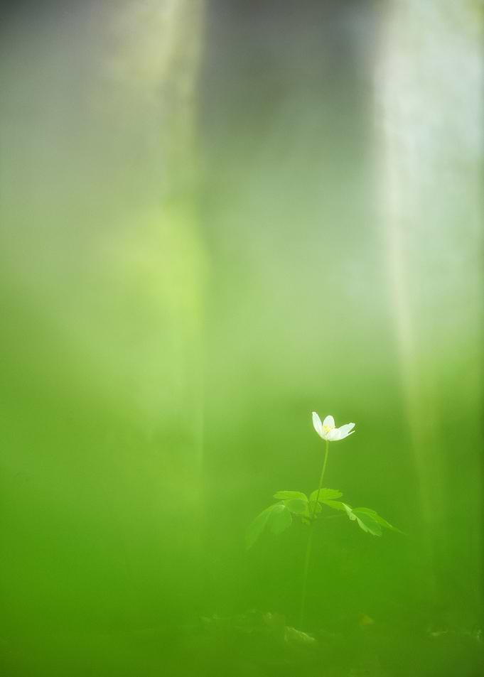 Anemone nemorosa