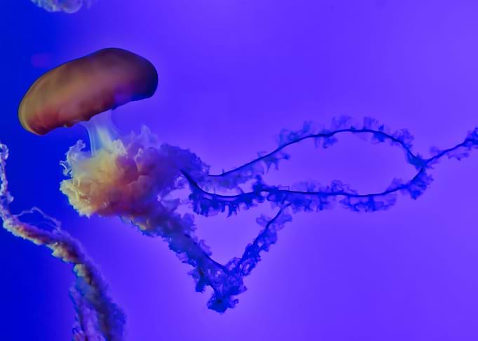 Tendrils Jellyfish
