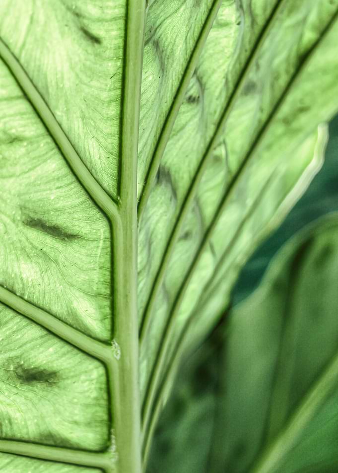 Stylish Leaf