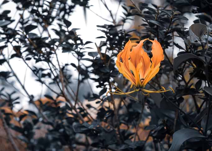 Fire Lily 1