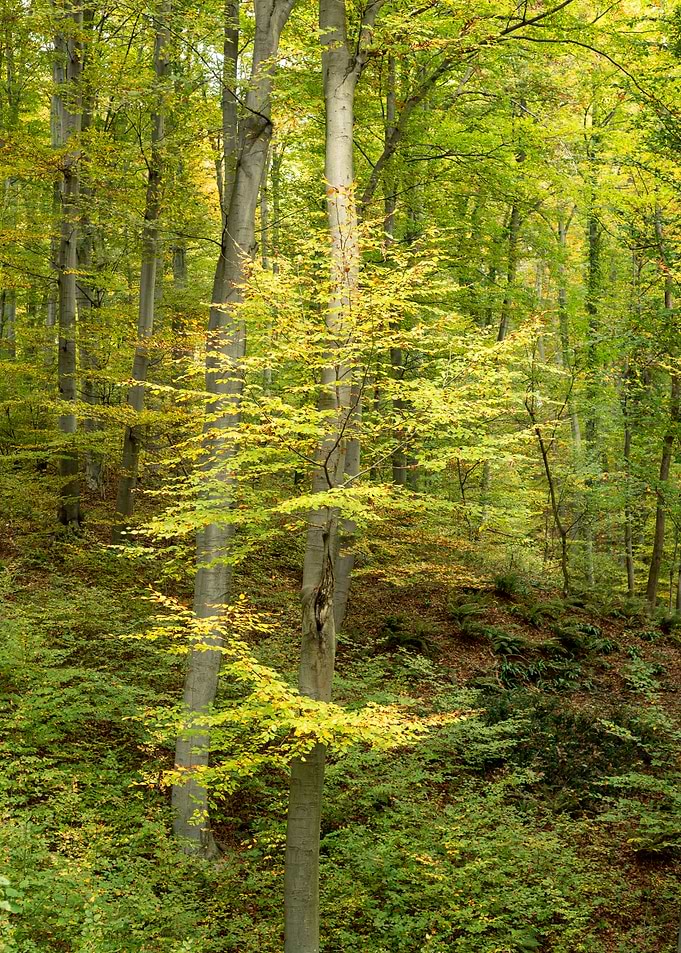 Autumn is coming
