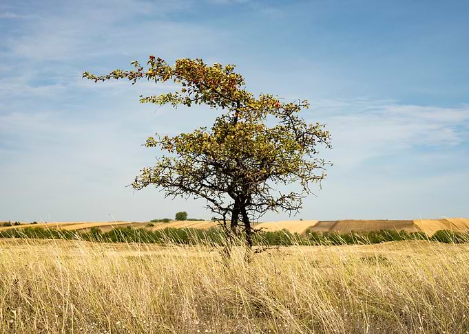 Happy tree