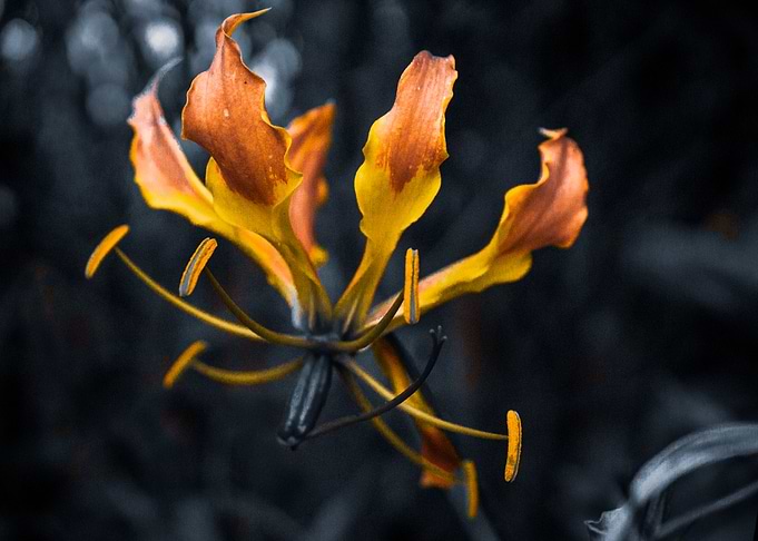 Fire Lily 2