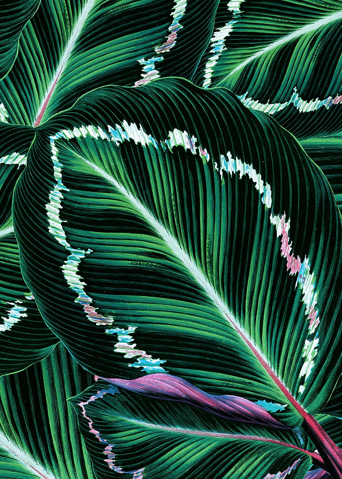 TROPICAL GREENERY LEAVES-1