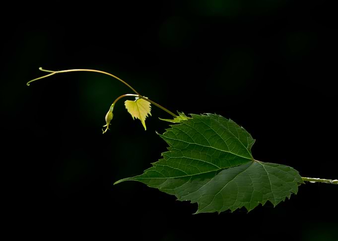 Grape leaves on black