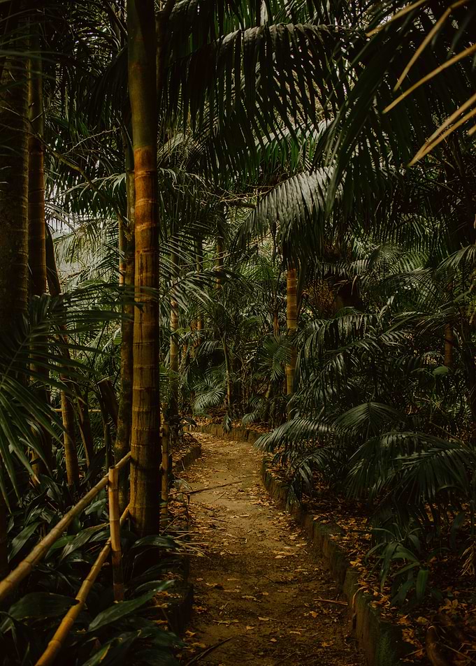 Tropical Island Nature