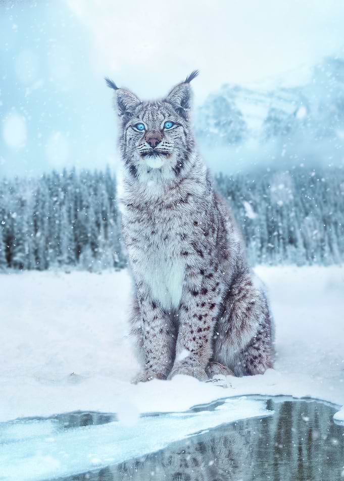 Lynx