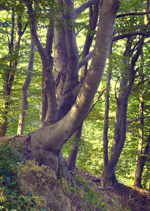 Summer forest
