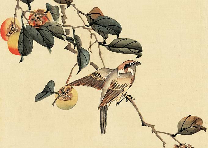 Little Bird