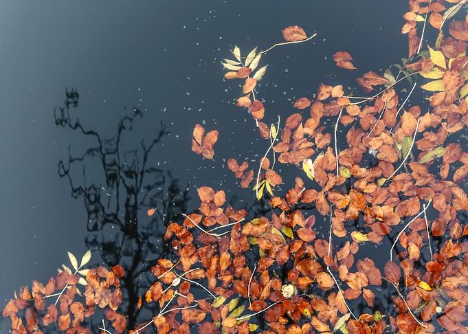 Fall