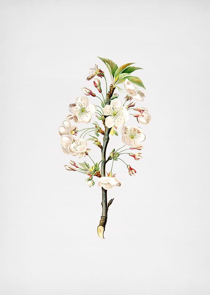 Vintage Pear Tree Flowers