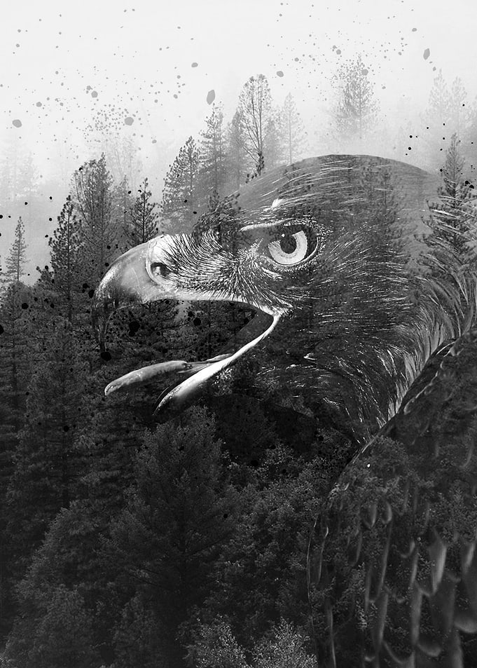 eagles