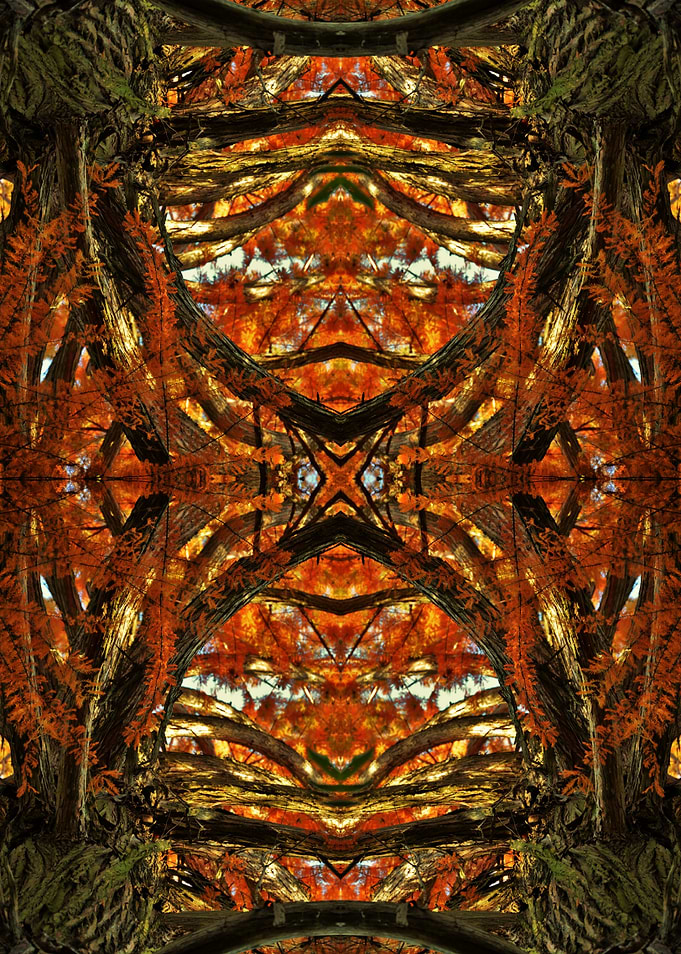 Autumn tree mirror photo