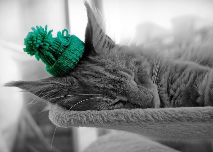 Simba the Maine Coon cat
