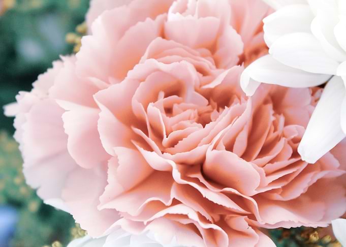 Carnation 2