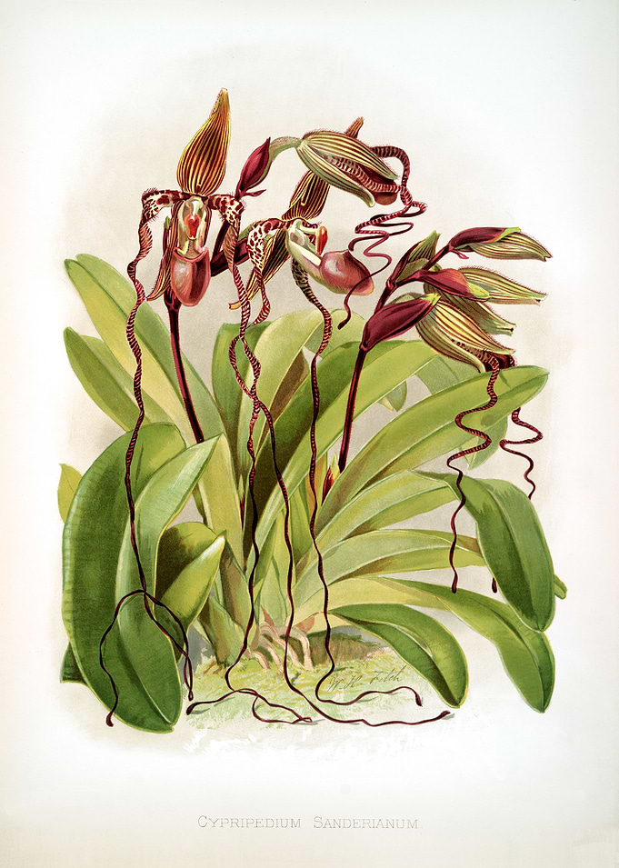 Terrestrial Brown Orchid