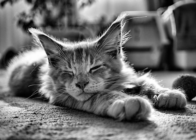 Simba the Maine Coon cat