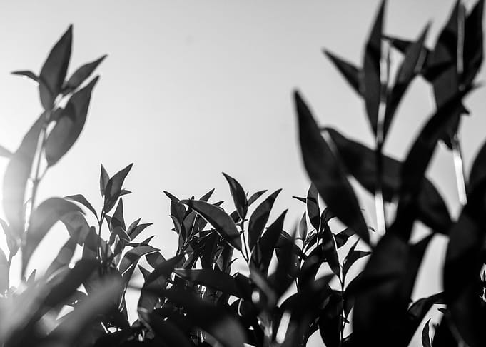 monochrome leaves 2