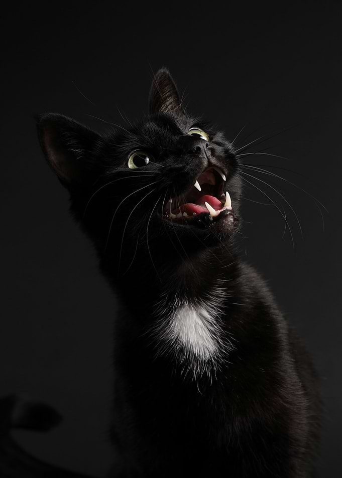 Loki Cat