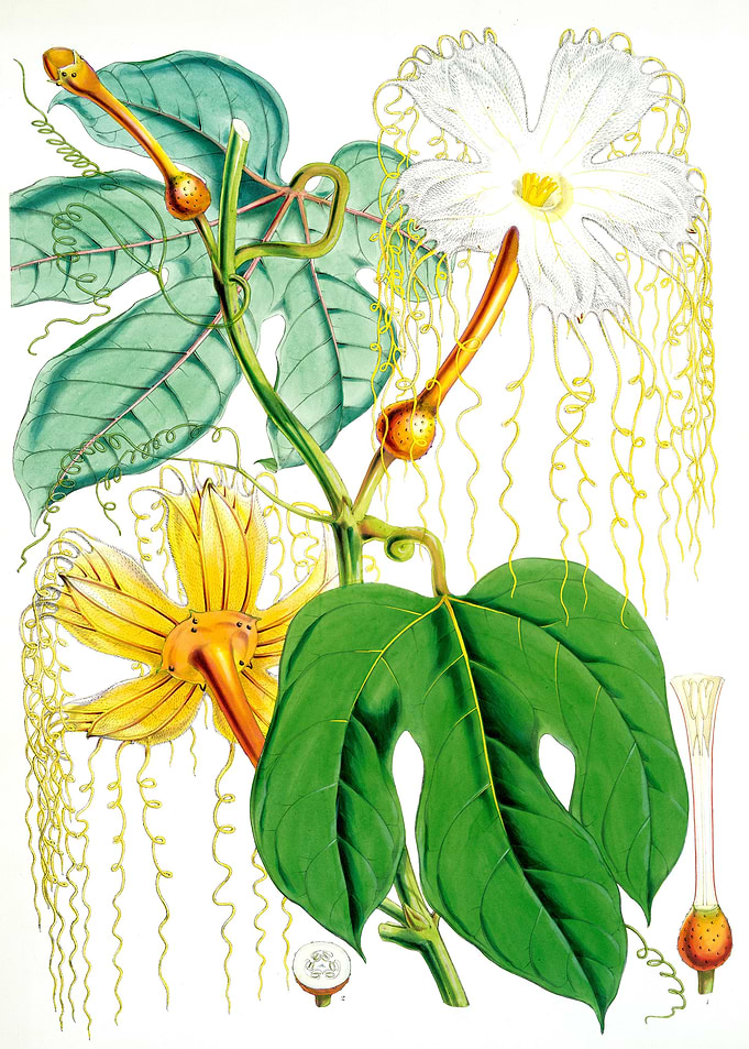 Hodgsonia Heteroclita