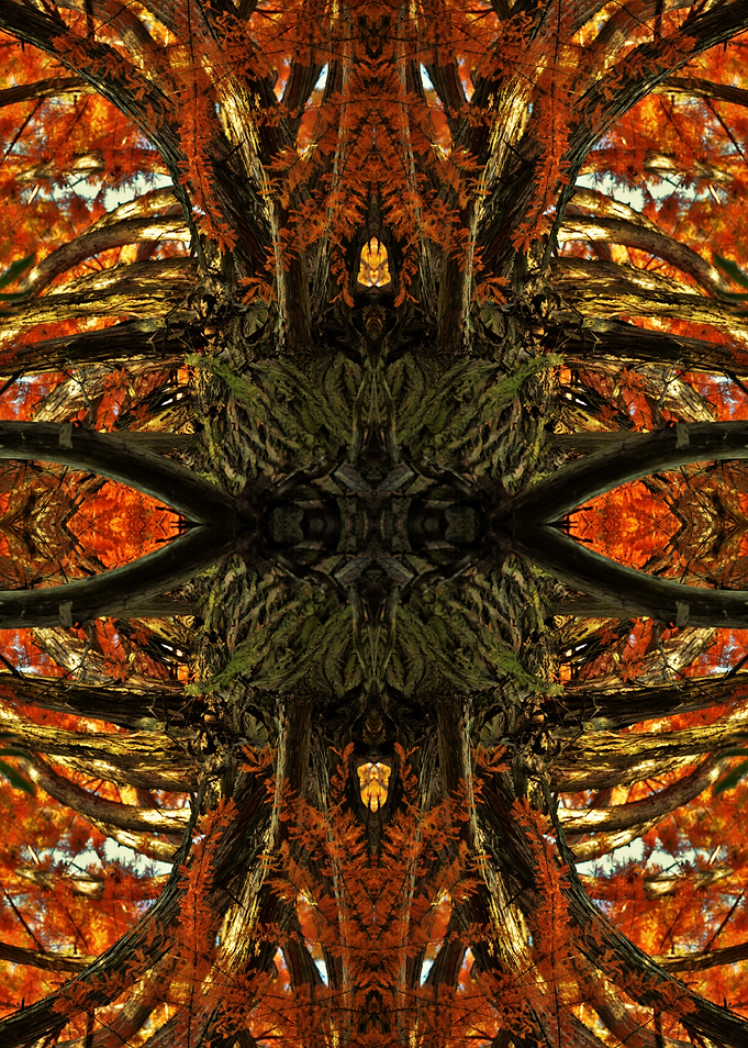 Mirror autumn leaves photo
