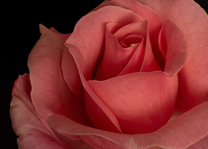 Red rose floral flower