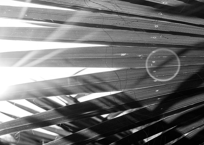 Sun flare Palm Leaf
