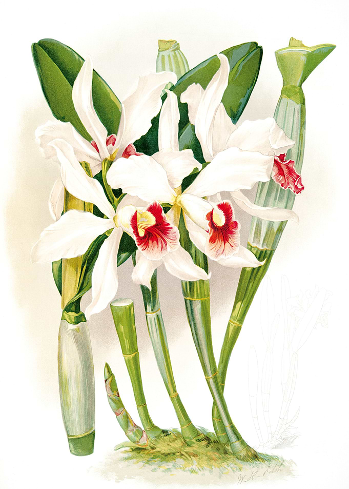 White Orchid