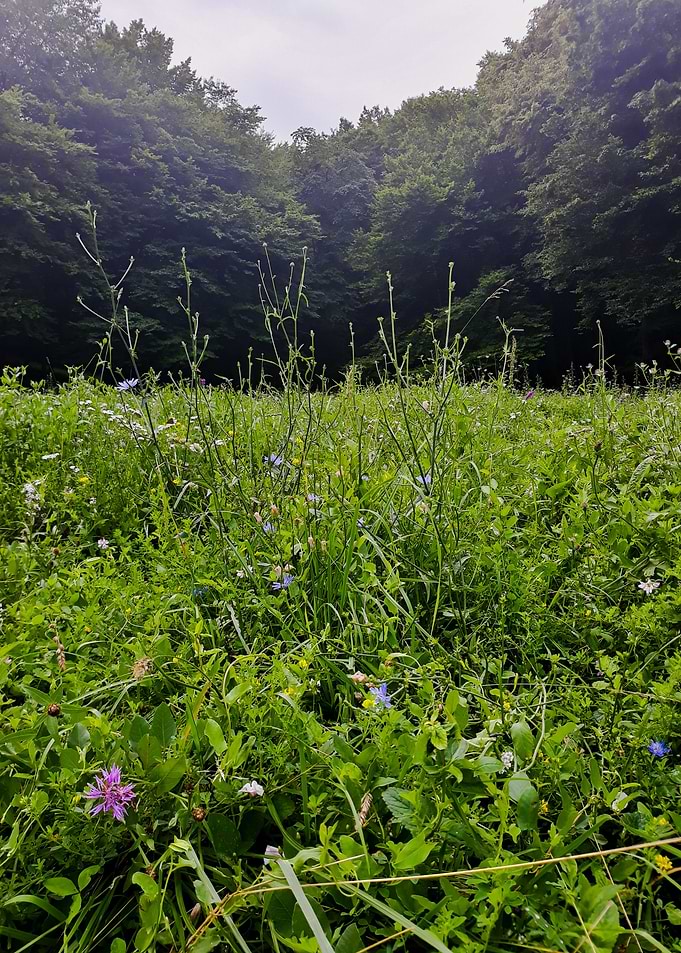 Forest morning