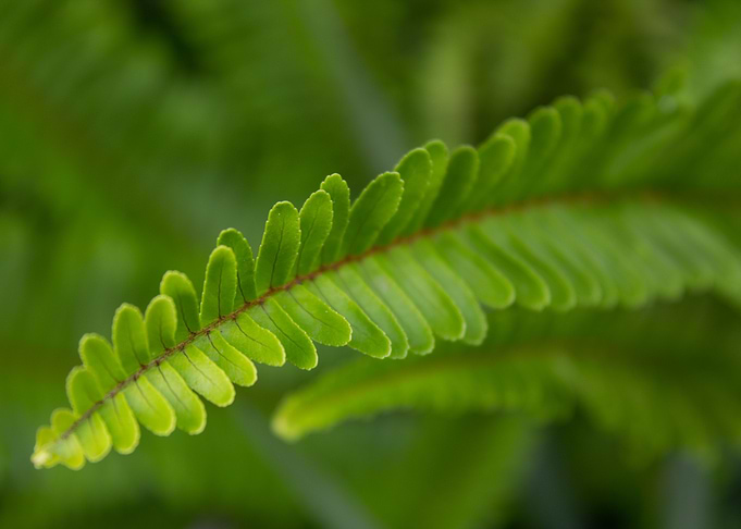 Fern Stem
