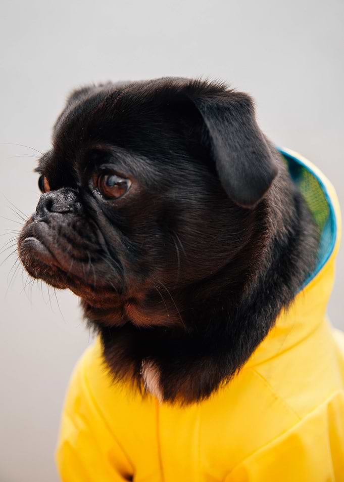 Pug Fashion