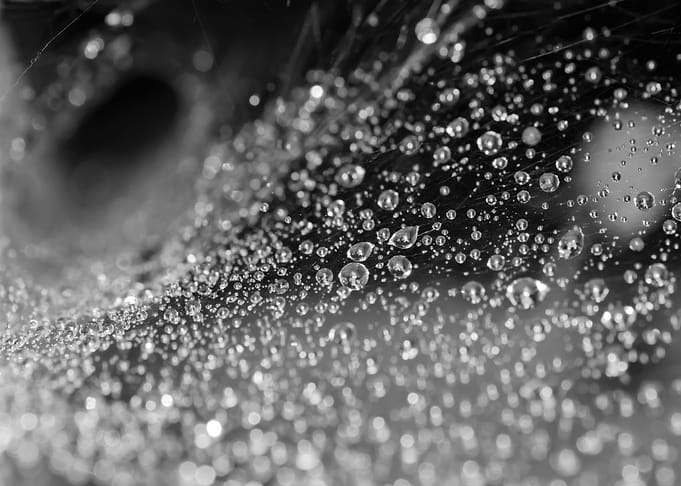 Rain drops on spider web