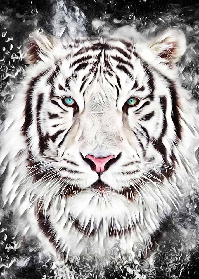 White Tiger Portrait