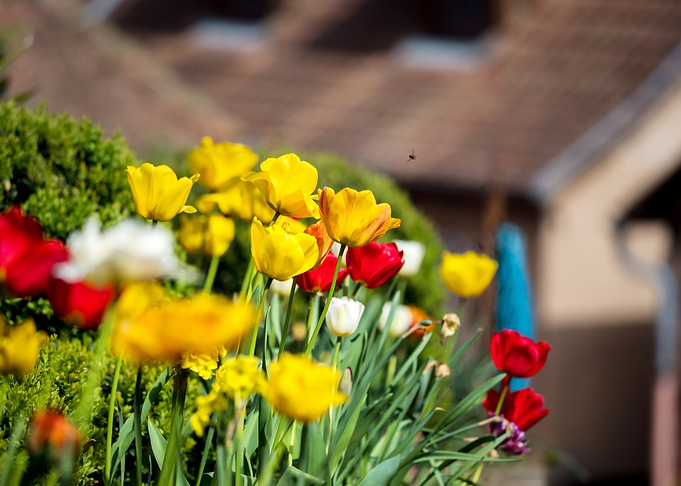 Beautiful tulips