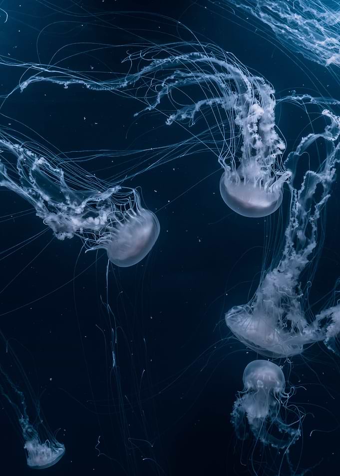 Jellyfish spirits