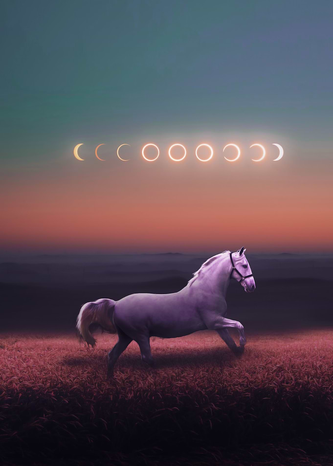 horse view