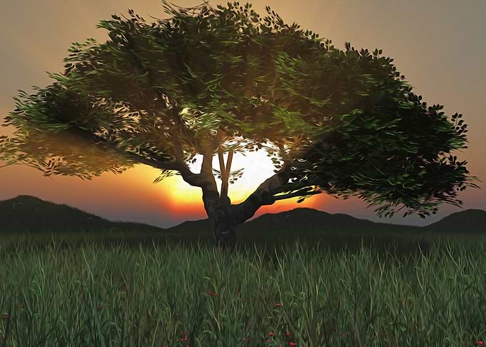 Sunset Tree 2020