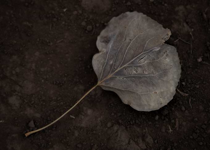 Leaf