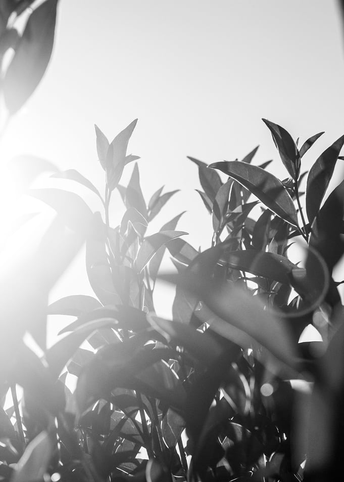 monochrome leaves 1