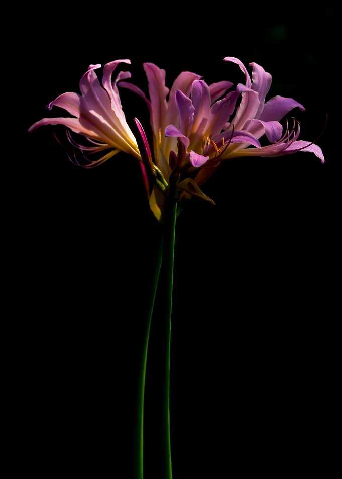 Surprise lily flower stems