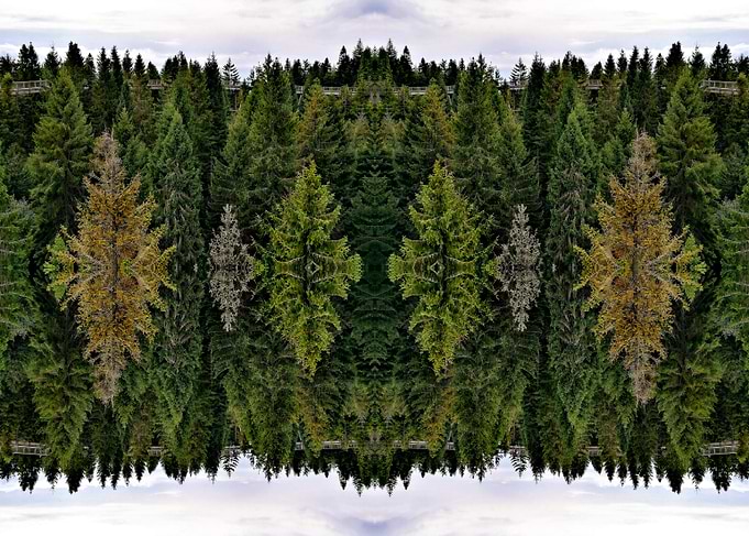 Mirrored pine forest photo