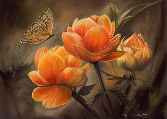 Trollius