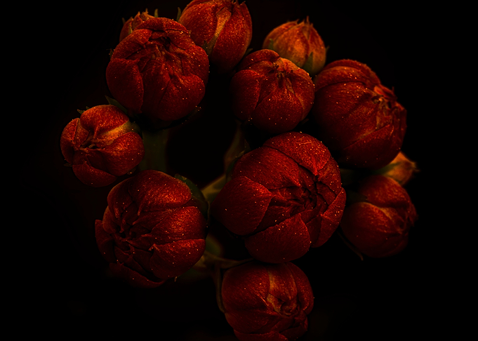 Kalanchoe flowers red